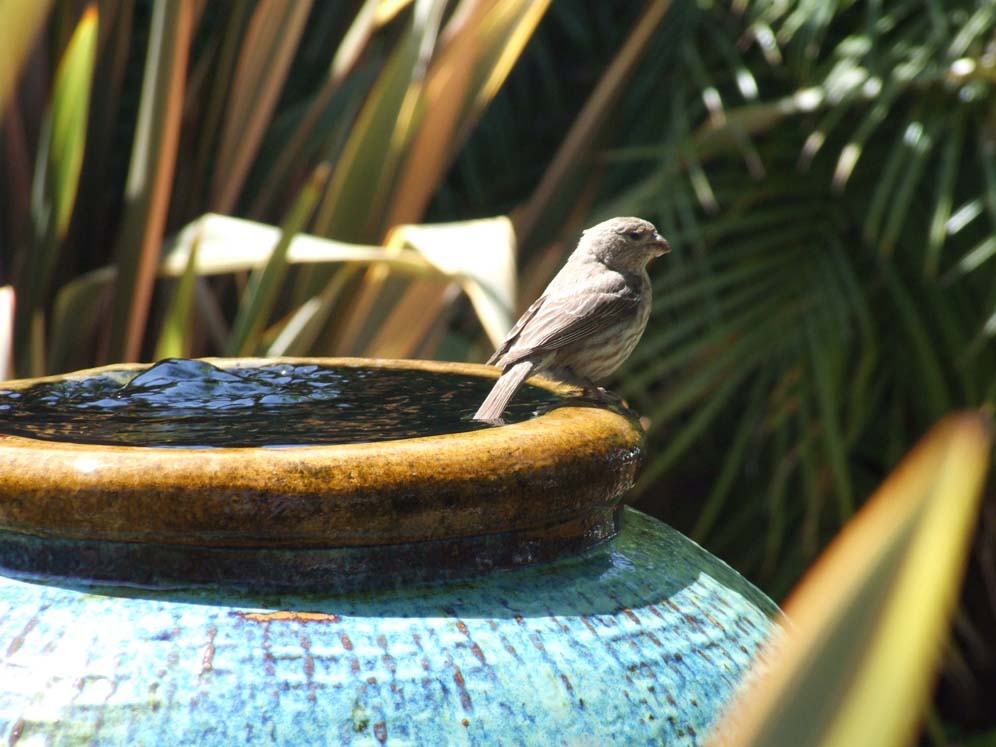 Bird Perched on Water Urn
