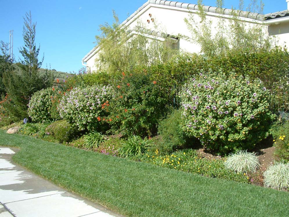 Privacy Shrub Border and Lawn Strip