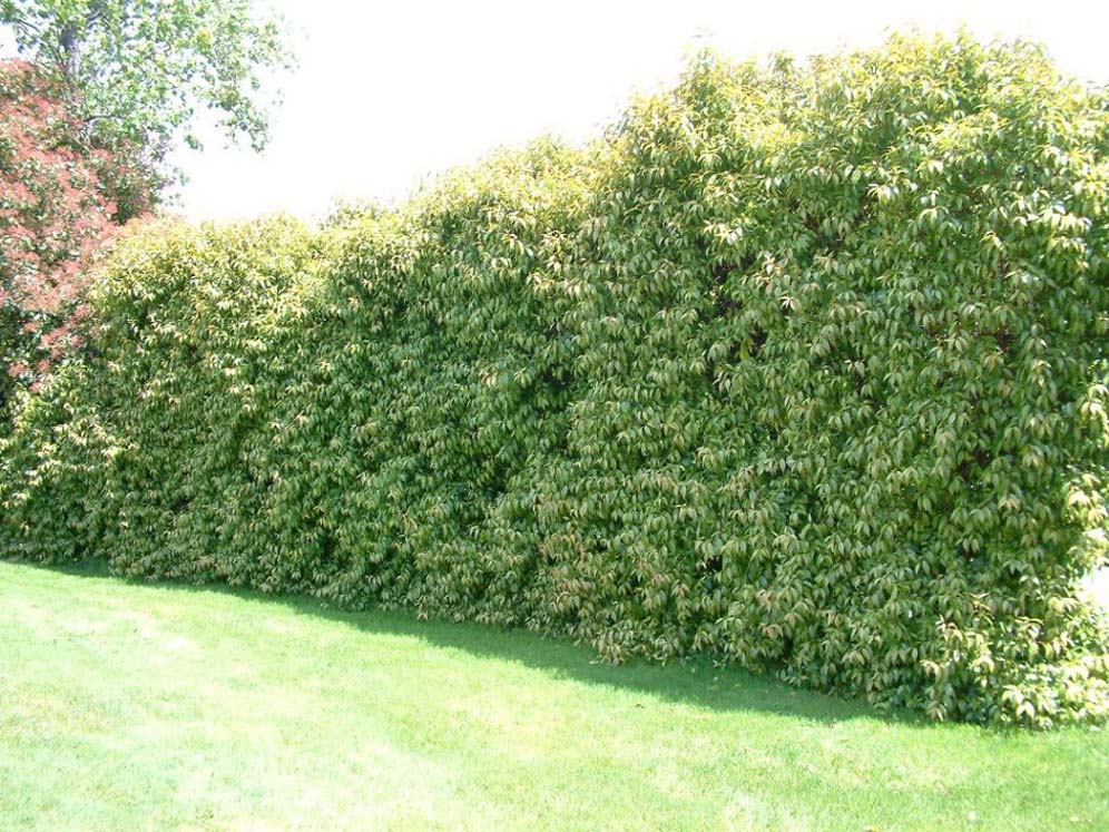 Solid Hedge