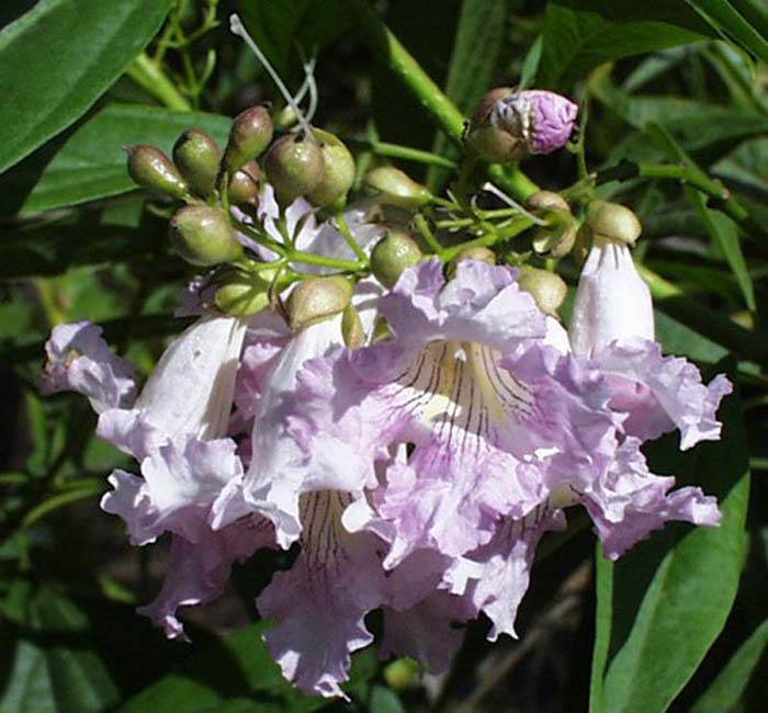 Plant photo of: Chitalpa tashkentensis
