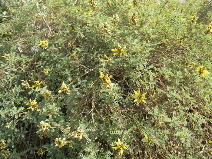 Plant photo of: Dalea capitata 'Sierra Gold'