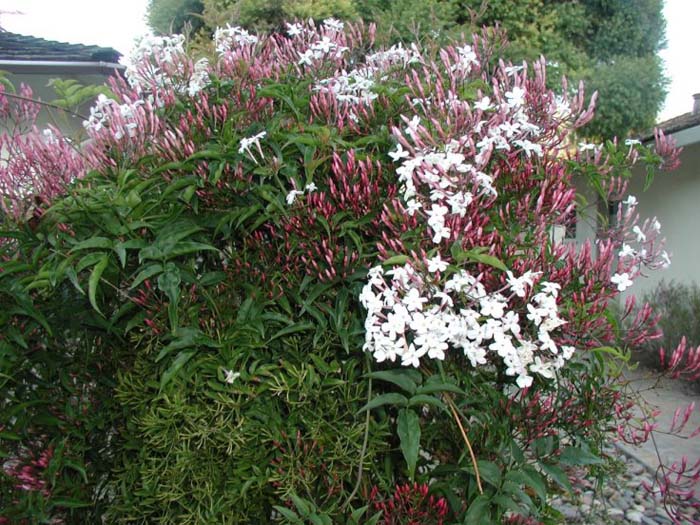 Plant photo of: Jasminum polyanthum