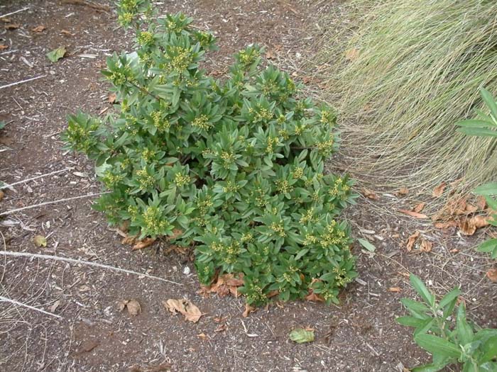 Plant photo of: Rhamnus californica