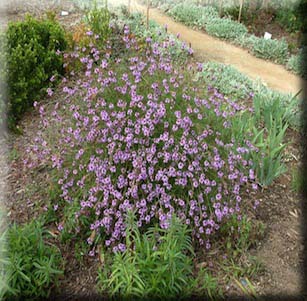 California Native Plants