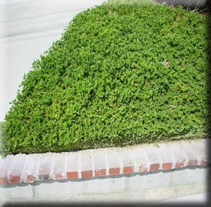 Fire-wise Groundcovers