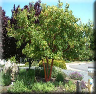 Fire-wise Trees