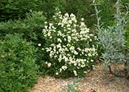 Carpenteria californica