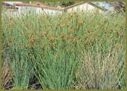 Juncus effusus pac. 'Quartz Creek'