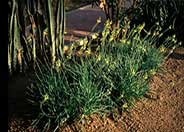 Bulbine latifolia