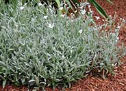 Cerastium tomentosum