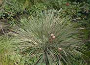 Calamagrostis foliosa