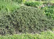 Artemisia californica