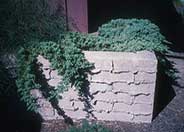 Juniperus procumbens 'Nana'