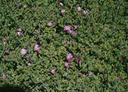 Drosanthemum hispidum