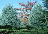 Juniperus scopulorum 'Blue Haven'