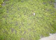 Baccharis piluraris 'Twin Peaks'