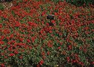 Helianthemum nummularium