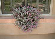 Sedum sieboldii