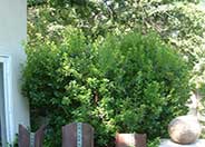 Rhamnus alaternus
