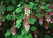 Southern Pink Flowering Currant