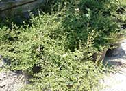 Coprosma X  kirkii