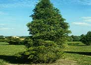 Hetz Arborvitae