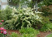 Pyracantha coccinea