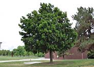 Afrocarpus gracilior