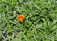 Gazania 'Fiesta Red'