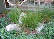 Juncus acutus