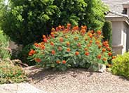 Caesalpinia pulcherrima