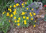 Coreopsis grandiflora 'Double Sunburst'