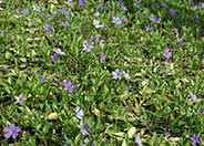 Vinca minor