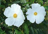 Cistus 'Blanche'