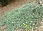 Artemisia californica 'Canyon Gray'
