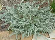 Artemisia pycnocephala