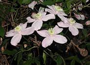 Clematis montana 'Rubens'