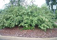 Cotoneaster lacteus