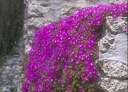 Drosanthemum floribundum
