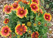 Blanket flower