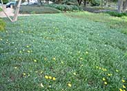 Gazania 'Mitsua Yellow'