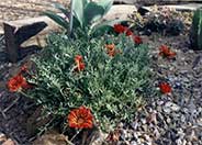 Gazania X rigens leucolaena