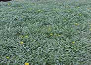 Gazania X rigens leucolaena 'Sun Gold'