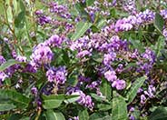 Hardenbergia violacea
