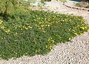 Lantana 'Trailing Yellow'