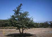 Quercus tomentella