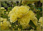 Rosa banksiae 'Lutea'