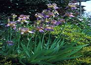 Iris Bearded Hybrids