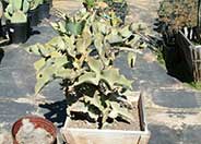 Kalanchoe beharensis