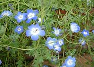 Nemophila menziesii